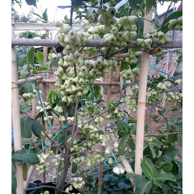 Bibit jambu Madu deli Hijau