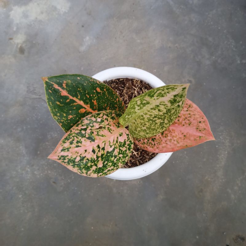 Aglonema Anakan Stardust Orange