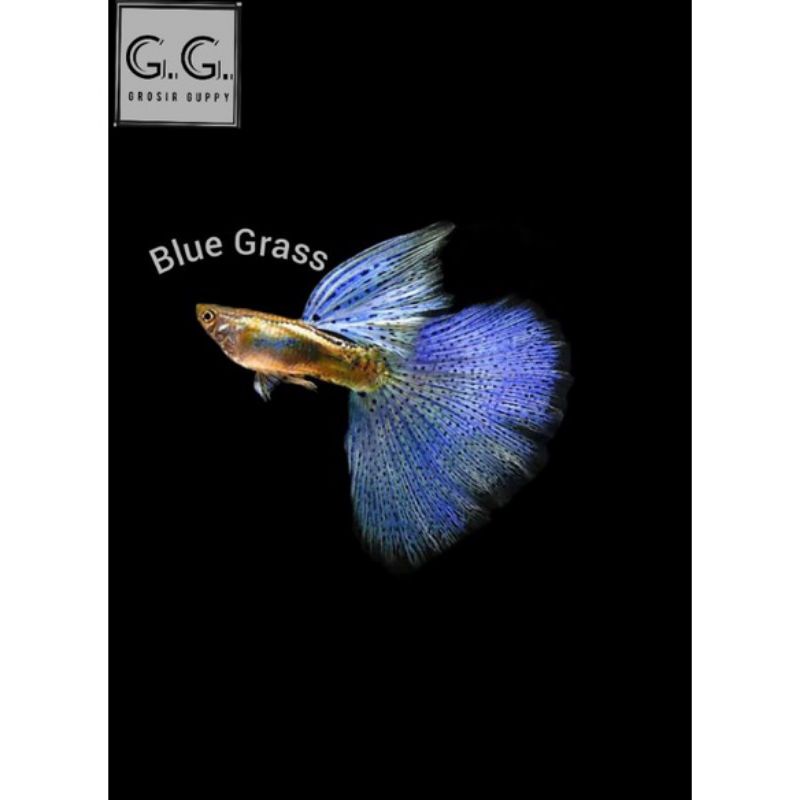 

Ikan guppy Bluee Grass