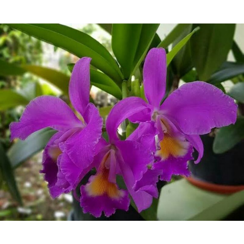 Anggrek Cattleya Mantini Mini Rumpun