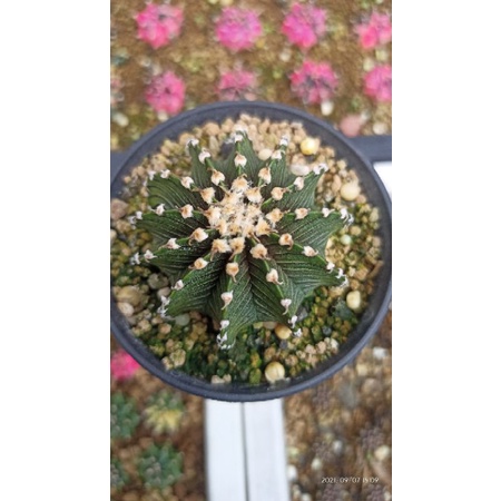 Lb ori kaktus unik kaktus hias cactus caktus tanaman hias tanaman unik