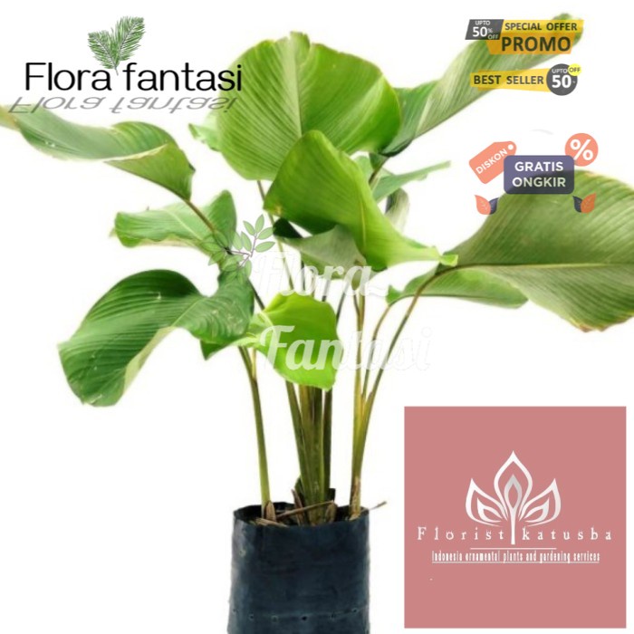 tanaman hias pisang calathea (Tanaman hias hidup indoor murah besar dan rimbun--bunga hias hidup-kem