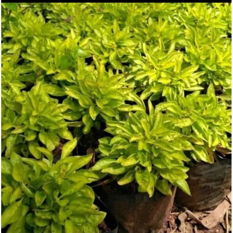 Pohon Krokot Kuning dan Merah