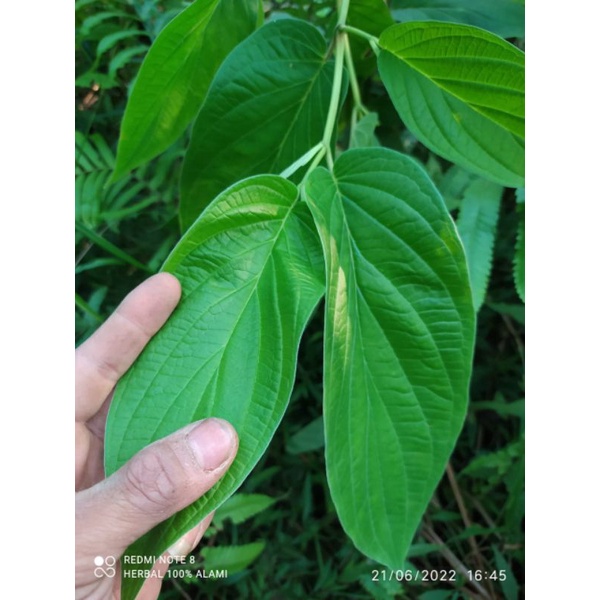 

daun sirih hutan pres 1 kg