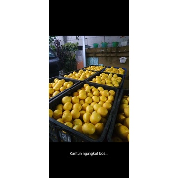 

lemon lembang