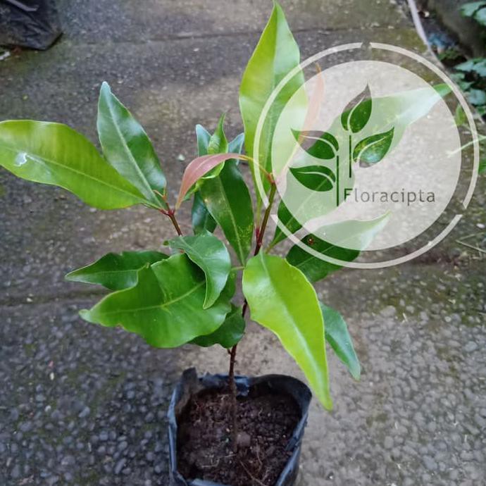 BIBIT POHON CENGKEH ZANZIBAR/TANAMAN CENGKEH ZANZIBAR SUPER SELLER