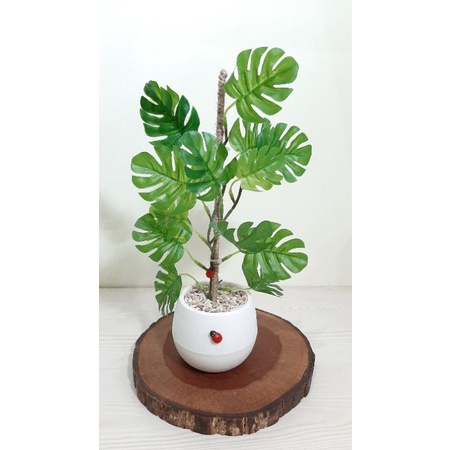Monstera Rambat Artificial / Monstera Rambat Mini / Monstera Rambat Palsu