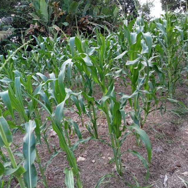 ameliaanasthasyasusanti