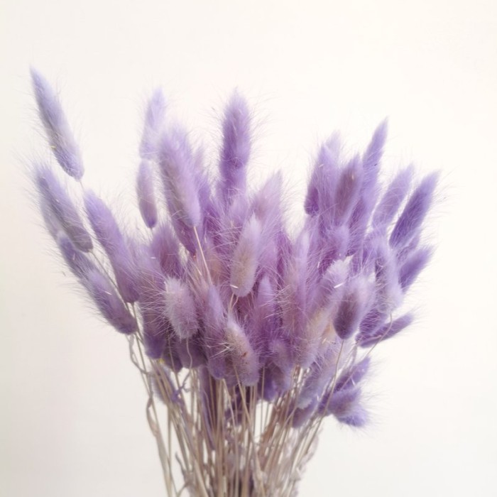Lagurus Purple / Bunga Kering / Bunny Tail