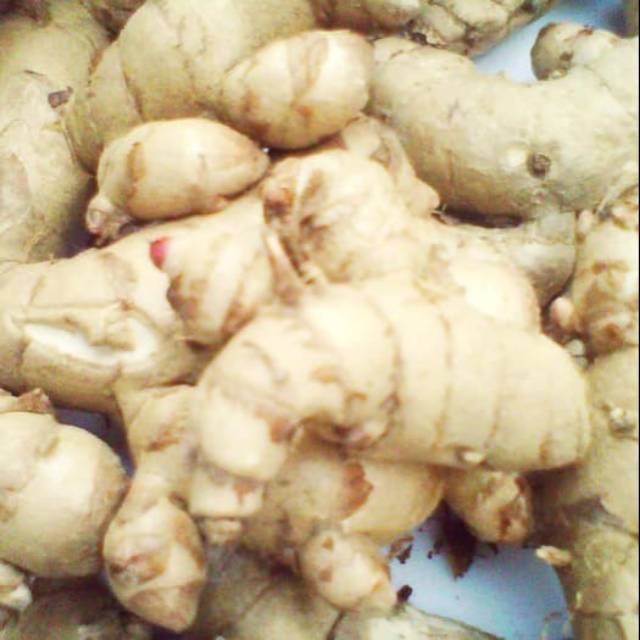 Kunyit Putih Segar 1kg Kunir Temu Putih Indonesia