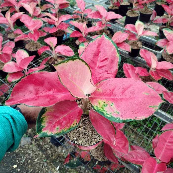 Aglonema red Cherry / aglonema murah - Taman alamm