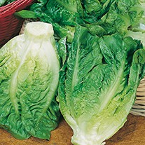 Seed/Biji Lettuce Little-Gem