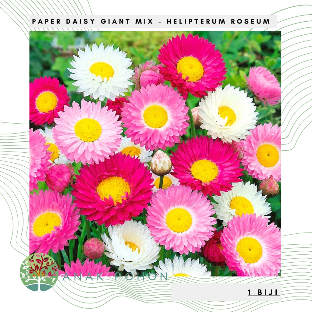 Benih Bibit Biji - Bunga Paper Daisy Giant Flowered Mix Helipterum Roseum Flower Seeds - IMPORT