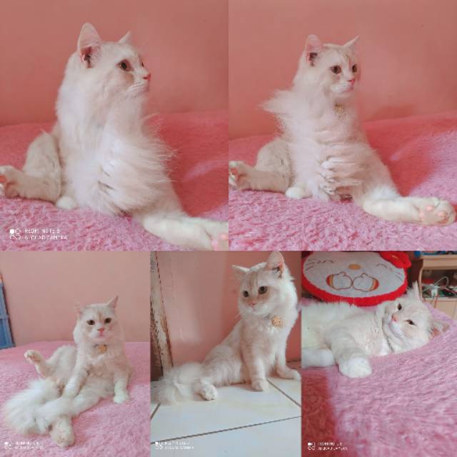 marshanadya