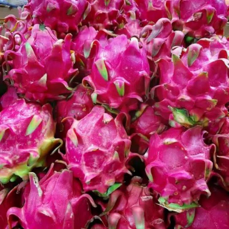 

buah naga 1kg