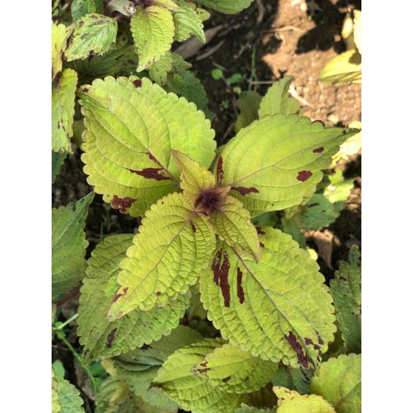 miana premium/miana langka/miana ingler