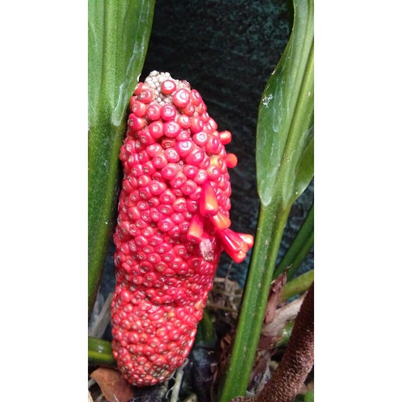 Biji anthurium gelombang cinta 20 biji/pack