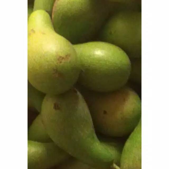 

alpukat mentega organik