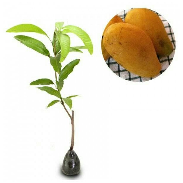 Bibit Buah Mangga Chokanan Okulasi