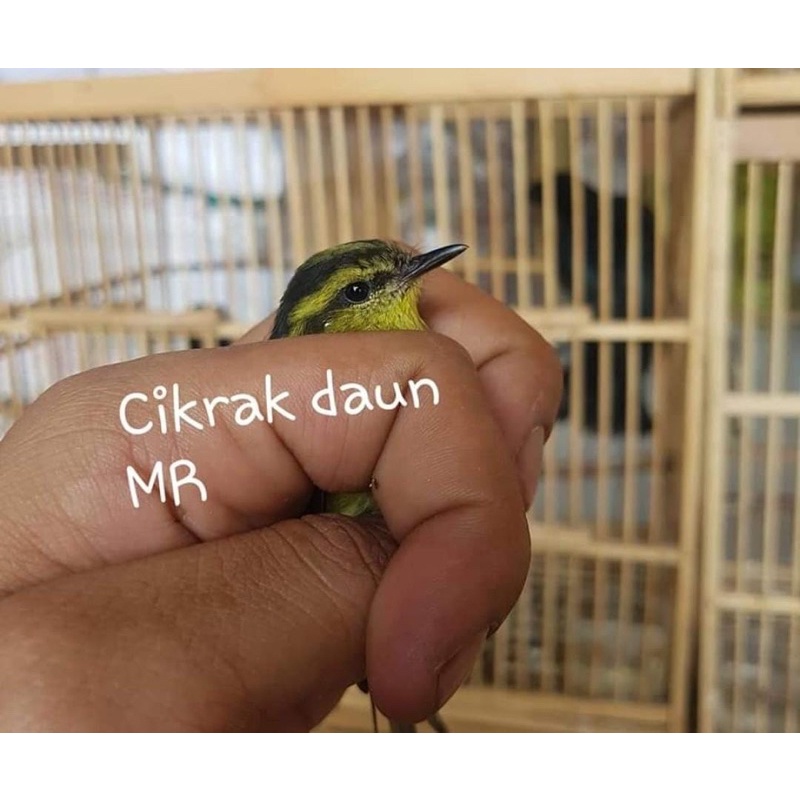 Cikrak daun