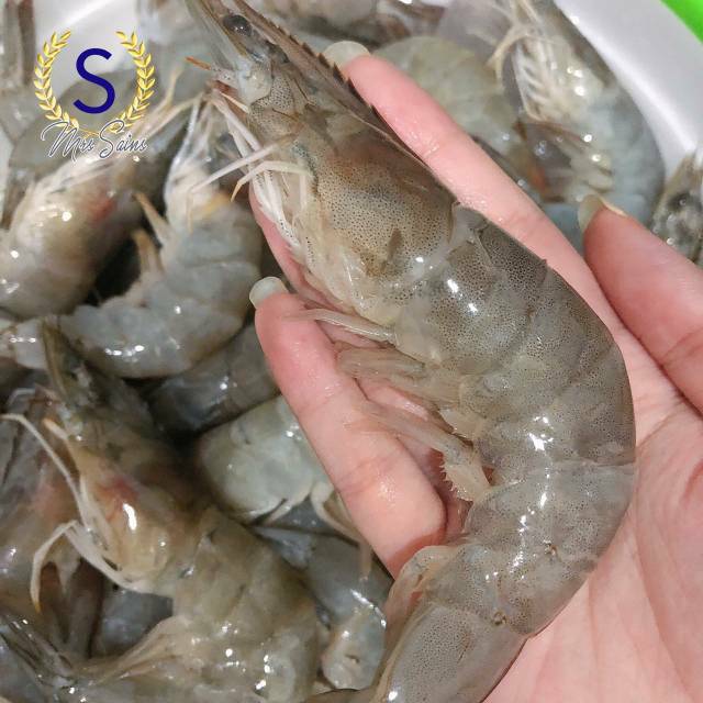 

Udang fresh vanamei size 30 SHRIMP lumayan besar montok gendut