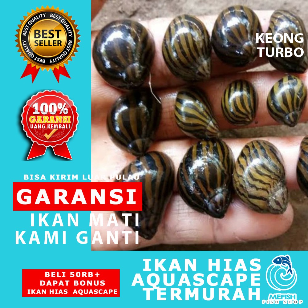 Keong Aquascape / Keong Hias Aquascape / Keong Hias Aquarium - MEFISH_ID ( KEONG TURBO / ZEBRA )