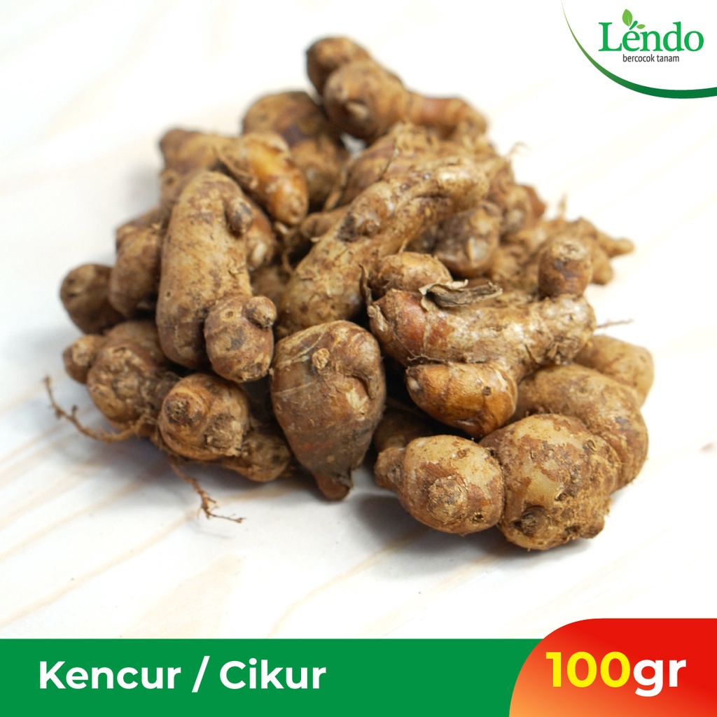 

Kencur / Cikur