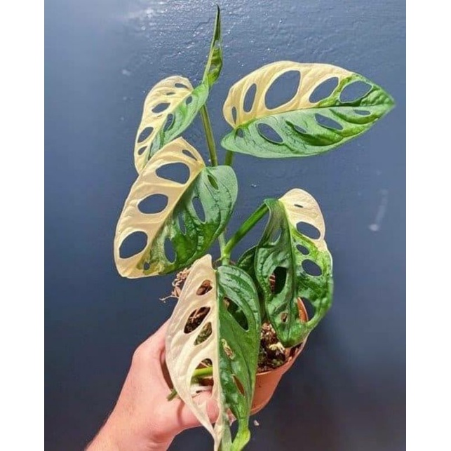 monstera janda bolong varigata