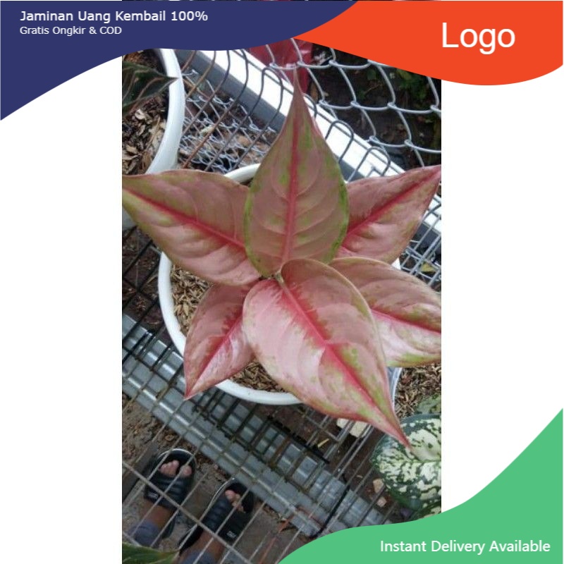 NEW BABY (ANAKAN) - tanaman hias aglonema LOD size s D 1~3 ( 100% ORI)