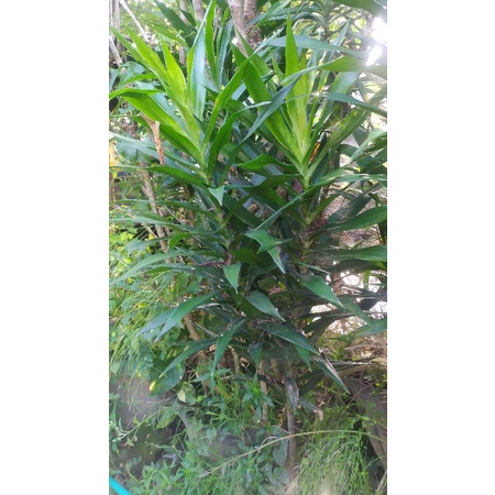 

daun suji organik