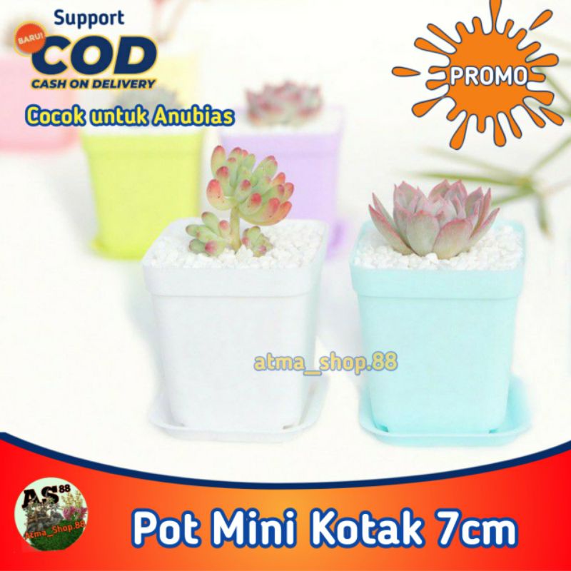 Pot Mini Kotak 7cm Netpot Untuk Hidroponik Anubias Kaktus Skulen Grosir Promo Murah Cod