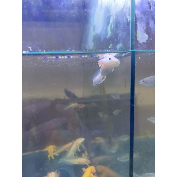 Axolotl salamander hitam leustic golden kuning pink albino marble dll ukuran 9-11cm