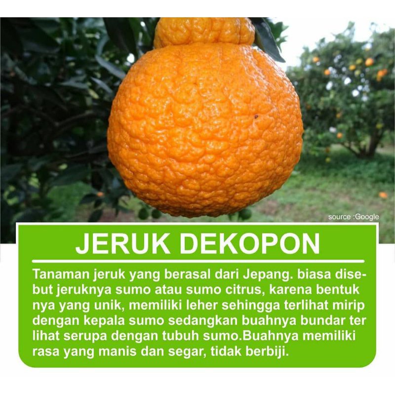 bibit jeruk dekopon terlaris