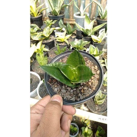 sansevieria hahnii pagoda mutasi