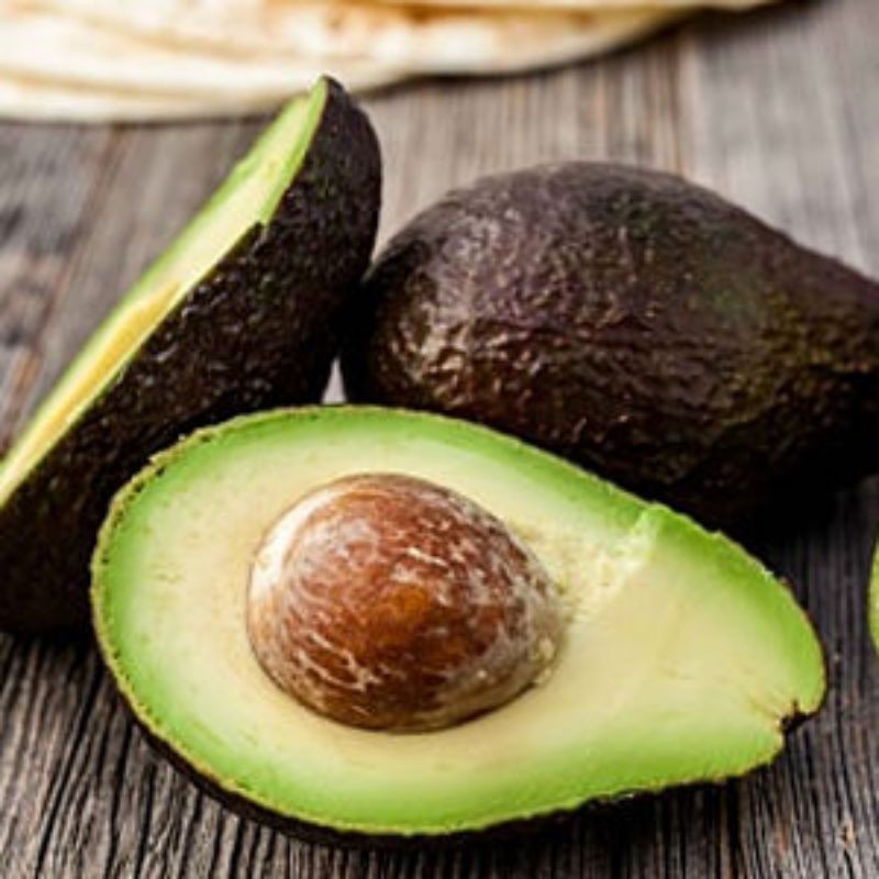 Bibit Buah Alpukat Hass