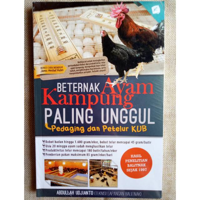 Beternak Ayam Kampung Paling Unggul Pedaging Dan Petelur Kub