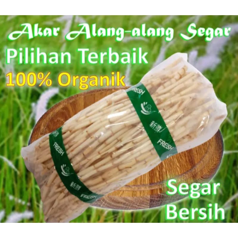 

PROMO Akar alang-alang 250 grm segar beresih super