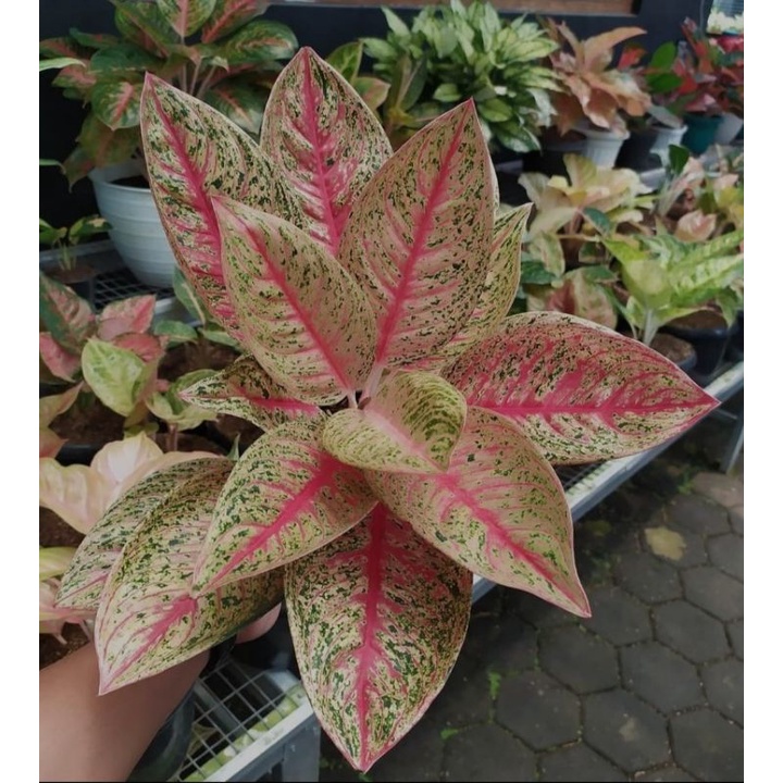 Bibit Bonggol Aglonema Red Legacy Super Spesial