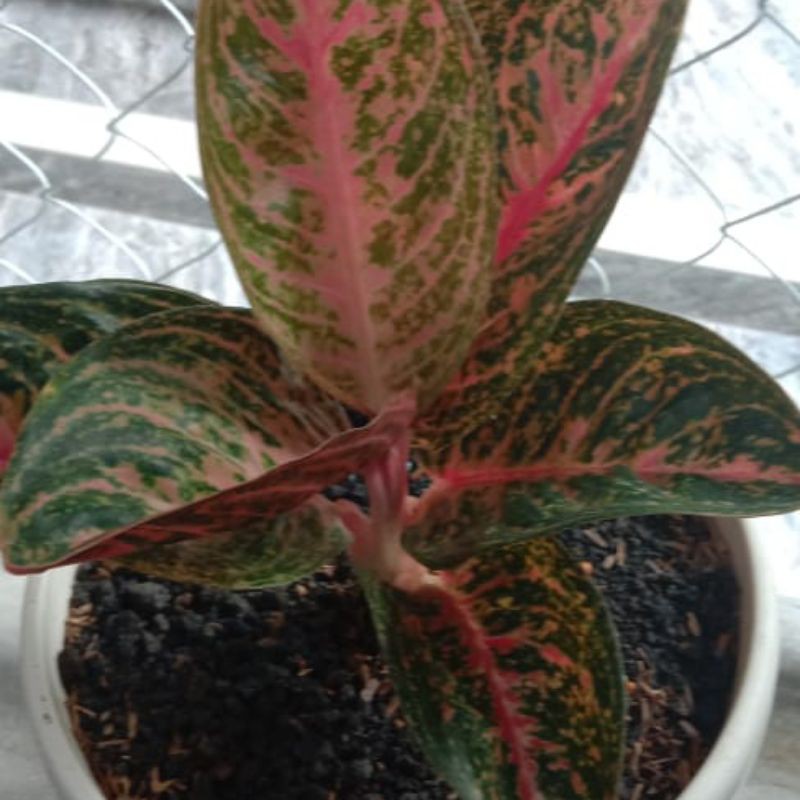 bibit aglonema Widuri tulang merah