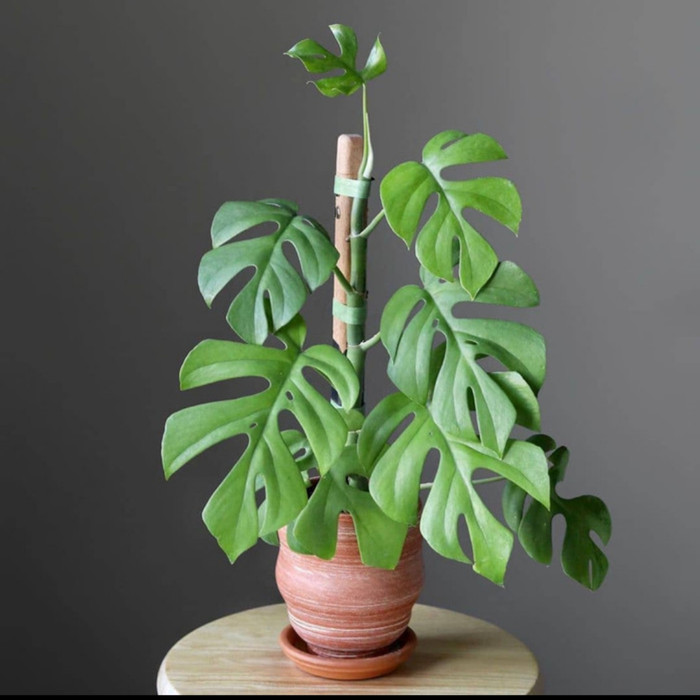 bonggol monstera rhapidopora tetrasperma-rhapidopora tetrasperma