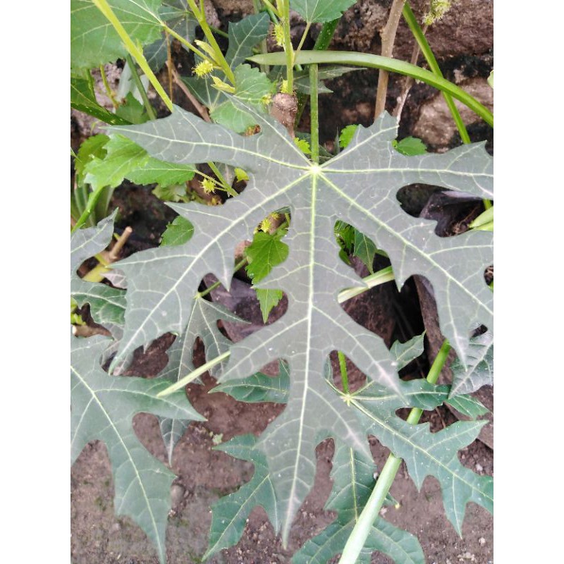 

daun kates Jepang segar dipetik dadakan untuk lalapan / sayur