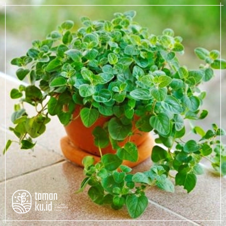 Bibit Tanaman Oregano Daun oregano Bukan biji benih oregano
