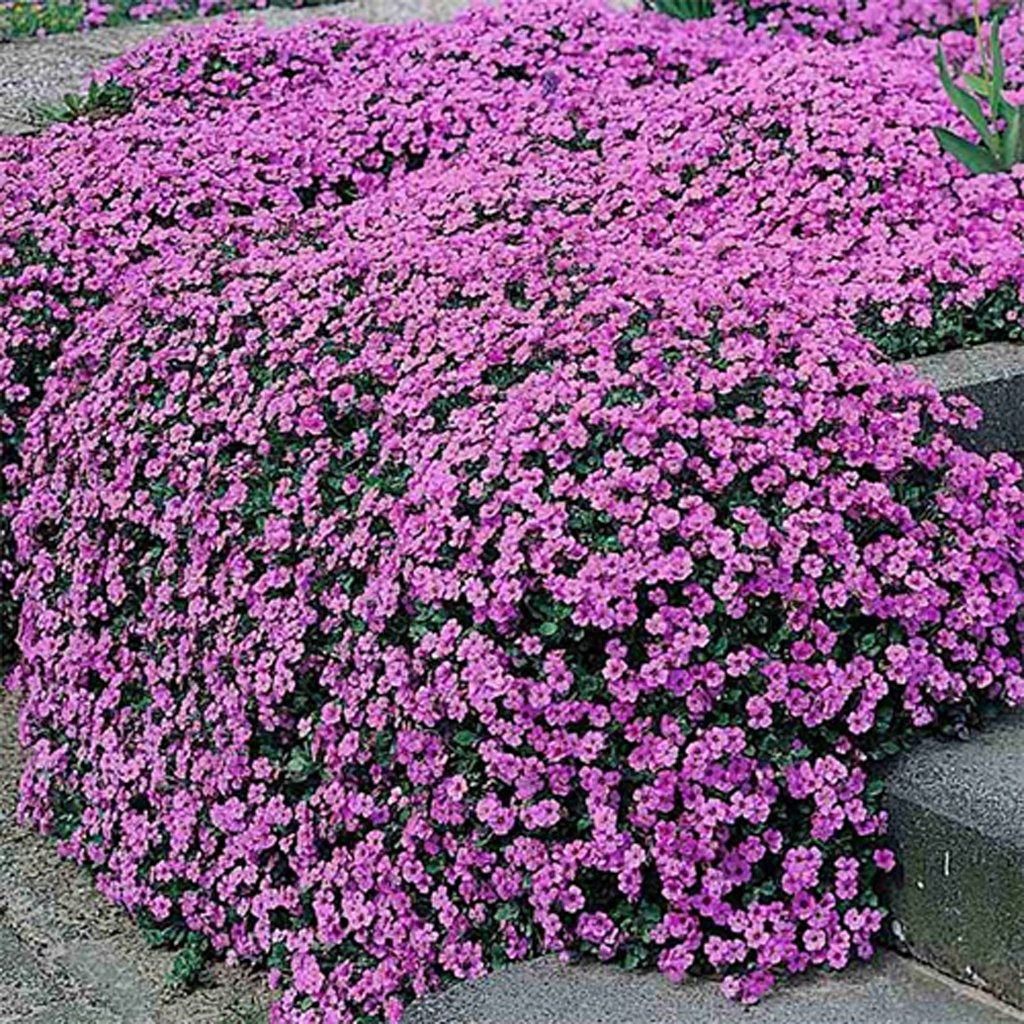 PlantaSeed - 40 Seeds - Alyssum Royal Carpet Benih Biji Bunga - PAS0191