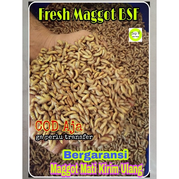 Maggot Fresh Maggot Maggot Bsf larva Maggot Bsf berat 1kg dari maggnutri05