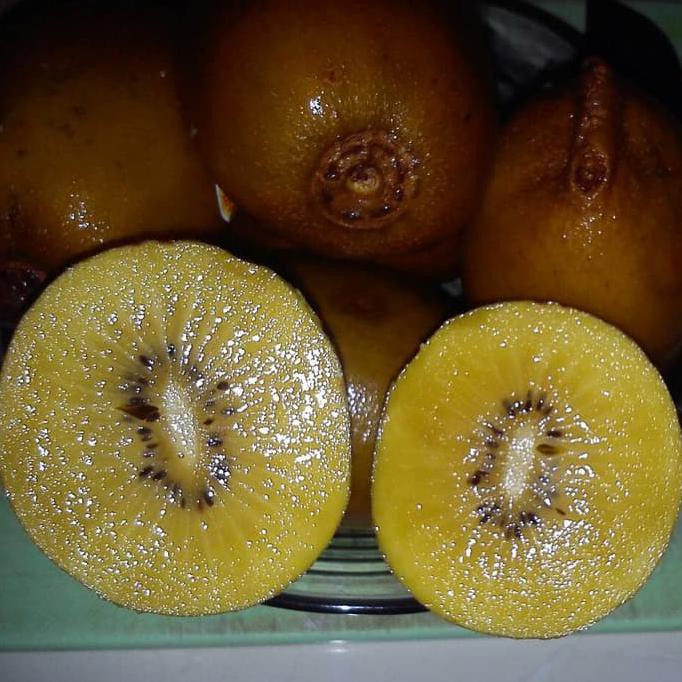 BIBIT TANAMAN BUAH KIWI GOLDEN GOLD KIWIFRUIT COD