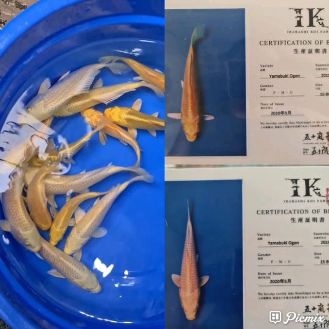 Koi Ikan Koi Import Yamabuki Ogon Ikarashi Butikuda165