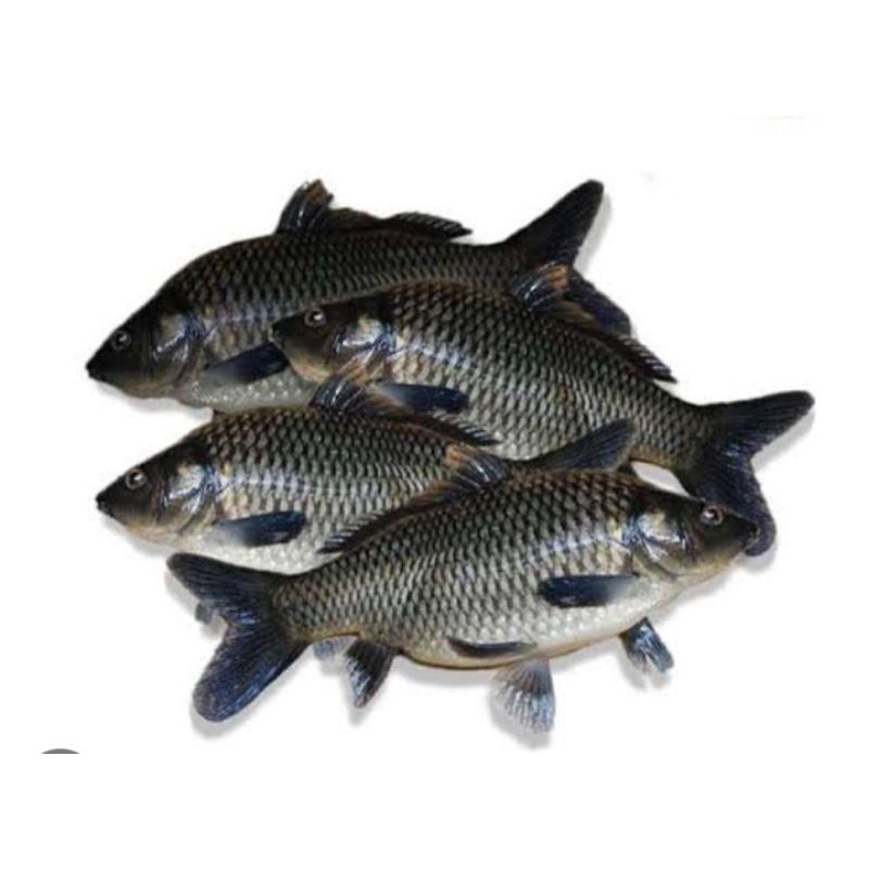 

ikan mas