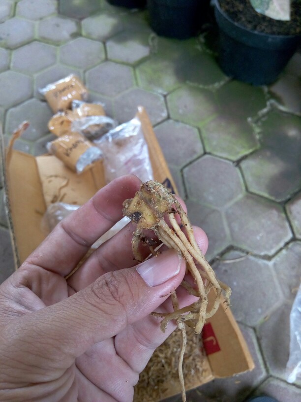 Bonggol Bunga Aglonema Golden Hope