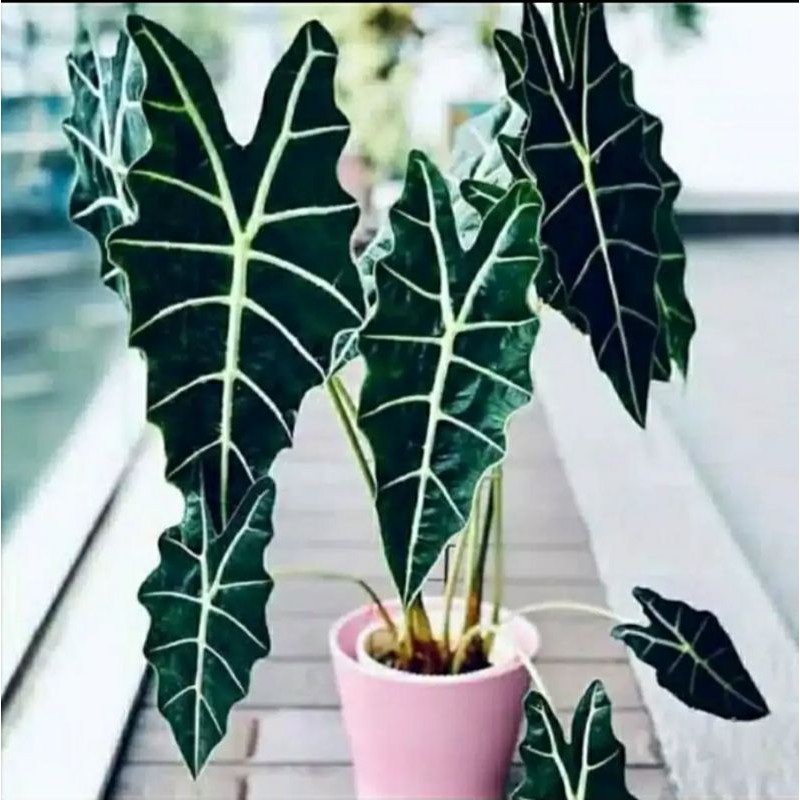 Keladi Amazon - tanaman hias keladi amazon