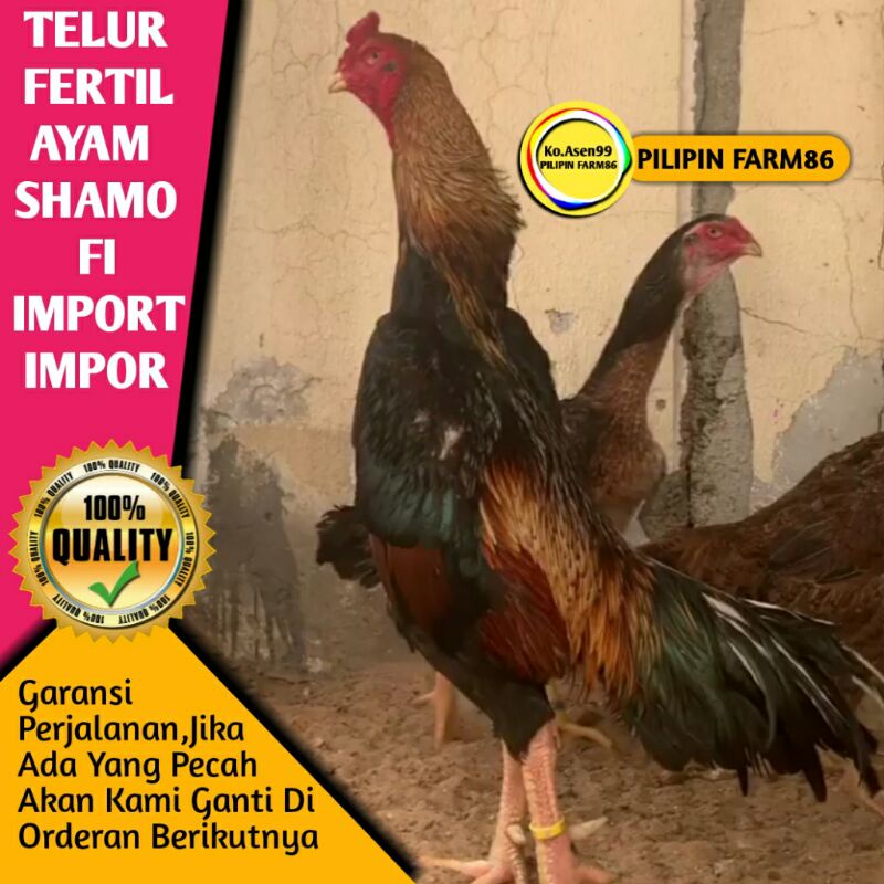 Telur Tetas Ayam Shamo Import Impor Jepang Asli Original Ori bukan Ayam Bangkok Pakhoy Hias Brahma